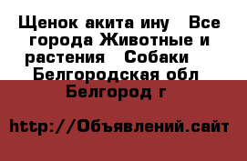 Щенок акита ину - Все города Животные и растения » Собаки   . Белгородская обл.,Белгород г.